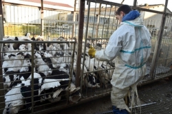 法国首现养殖场禽流感疫情