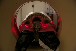 以色列：海龟接受CT诊断