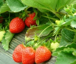 【走向我们的小康生活】技术为致富撑腰 农民过上“莓”好生活