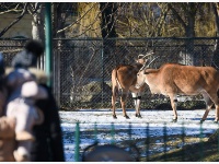 维也纳美泉宫动物园重新对公众开放
