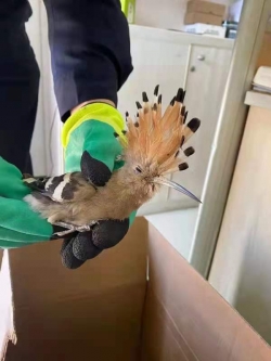 盐城市民家门口捡到受伤小鸟 经救助发现系国家二级保护动物
