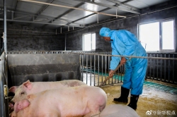 好消息！生猪生产稳步恢复 猪肉价格连续7周回落