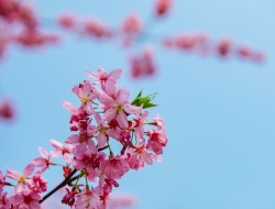 赏樱正当时，各地樱花节樱花季相继“来袭”