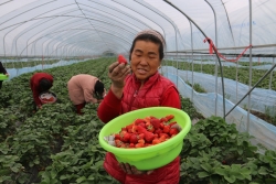 东台市五烈镇青年农民沈德全“夫妻搭档”种植草莓收益高