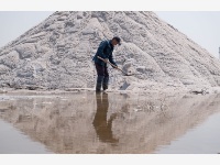 河北黄骅：春盐收获忙