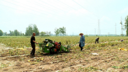 打造传统农业产业转型升级的标杆和示范 江苏徐州：一头蒜种出400亿元大产业