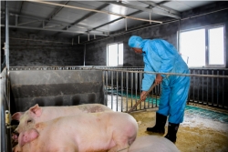 猪价跌至21个月低点，江苏生猪稳产保供不放松