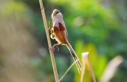 九龙口国家湿地公园连年发现震旦鸦雀  生物多样性再获央视点赞