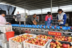大冈特色桃果产业喜获丰收