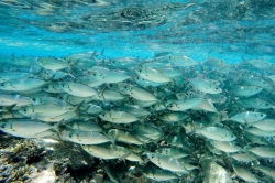 共建地球生命共同体|澳研究：DNA“测龄”新技术有利于鱼类种群管理