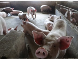 国家发展改革委发布生猪价格过度下跌三级预警
