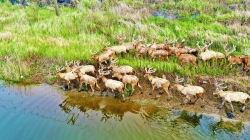 300多头野生麋鹿“惊现”条子泥