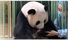 欢欢喜喜！旅法大熊猫“欢欢”双喜临门