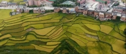 【丰收中国】贵州黔南：稻谷飘香 丰收在即