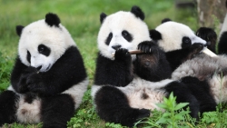 大熊猫小种群面临灭绝风险，栖息地破碎化现状亟待改善