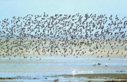 入选“生物多样性100+全球特别推荐案例” ！盐城黄海湿地生态修复示范全球