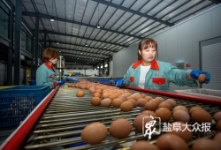 大鹤蛋业：打造全省最大的现代化养鸡场