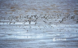 国内设立的首个固定高潮位候鸟栖息地 “条子泥720”全球生物多样性保护的中国样本