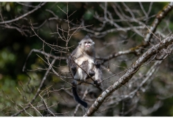 探访“雪山精灵”——滇金丝猴