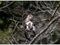 探访“雪山精灵”——滇金丝猴