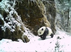 47只野生大熊猫“接收”曾经的伐木场