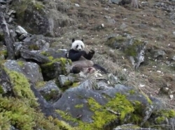 巡护员目击大熊猫啃食羚牛骨头并拍下影像，证明大熊猫也吃肉