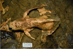 贵州遵义发现10万年前大熊猫化石　