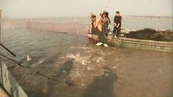 全面禁捕一年后，退捕渔民们丰收了50万斤“生态鱼”