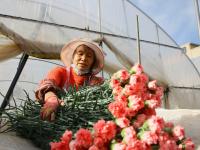 “鲜花经济” 助增收