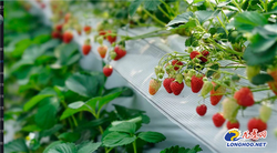 南京溧水：小草莓撬动全产业链 共富路上“莓美与共”