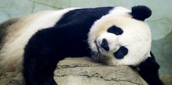 美议员竟要提案阻止送还大熊猫？太离谱了！