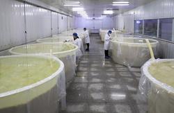 土坑酸菜厂家锦瑞食品被叫停生产 负责人被罚200万元