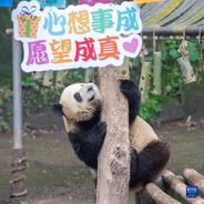 重庆动物园六只大熊猫集体过生日