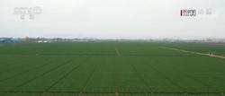 大国“粮”策｜落实多项关键措施 小麦实现丰产丰收