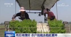 【在希望的田野上·三夏时节】江苏连云港雨后墒情好 农户抢栽水稻赶夏种