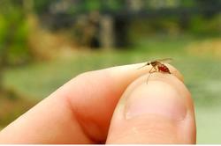 被蚊子叮咬后有什么危害？蚊子包越大毒性越大？