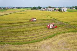 全国早稻收获基本结束 晚稻栽插有序推进