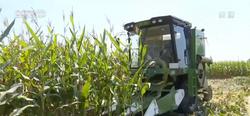 在希望的田野上 | 百万亩玉米丰收 机收“一条龙”提高生产效率