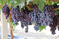 乡村振兴看新疆|葡萄园里有“新货” 葡萄产业添动力