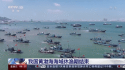 我国黄渤海海域休渔期结束 海洋伏季休渔取得积极成效 