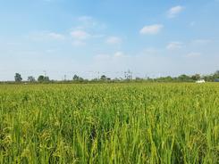 新华全媒+|助农稳产、降污减碳、科企合作——“三本账”透视节水抗旱稻