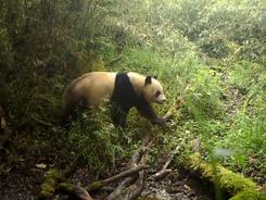 红外相机记录大熊猫国家公园 “动物聚会”