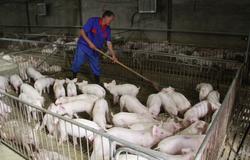 国家发改委：生猪养殖企业不得故意压栏抬价，更不得串通涨价