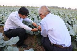 江苏响水：一棵西兰花带动近4万农民创业就业，成为群众“致富花”