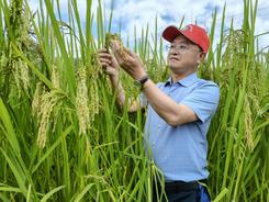 新华全媒+丨黑稻、多年生稻、巨型稻……奇妙水稻知多少？