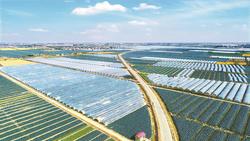江苏盐城：绘就农业产业新图景，打造新时代“鱼米之乡”