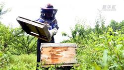 贵州遵义：发展生态蜜蜂养殖 打造乡村“甜蜜”事业