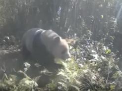 野生大熊猫“遛弯”被拍到 仔细一看“有喜”啦！