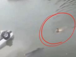 真英雄！他横渡50米河面，救了一条命