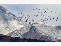 拉萨林周：黑颈鹤越冬